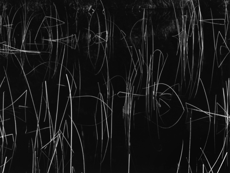 Oregon Weeds by Brett Weston